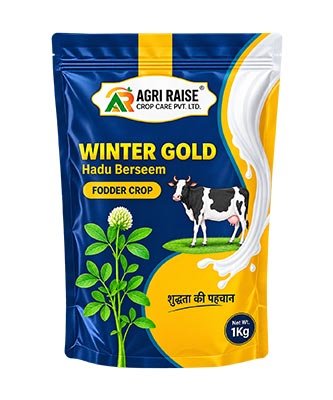 Winter Gold Hadu Berseem
